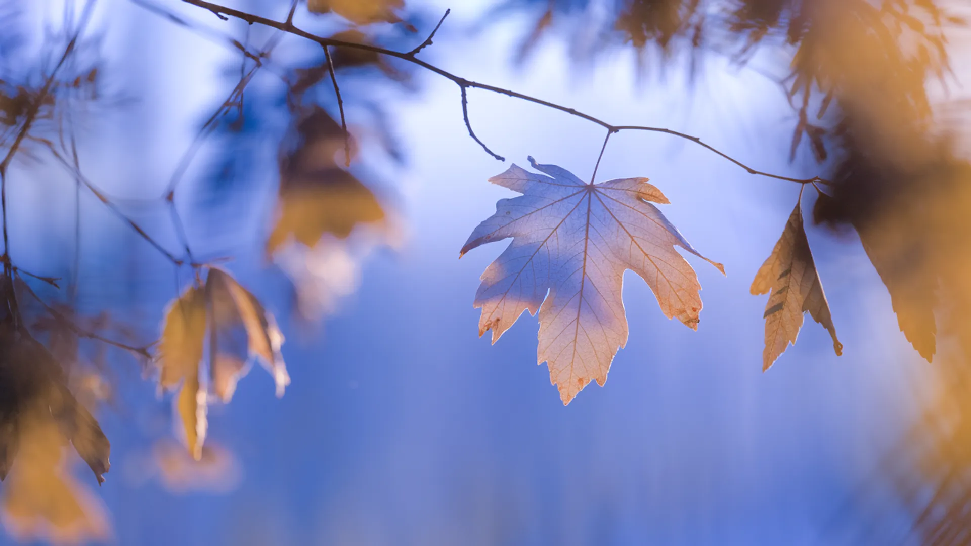 Anticipatory grief - grieving before a loss